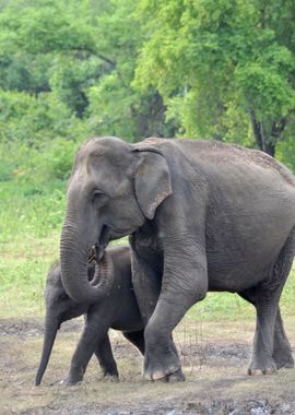 elephant in the jungle