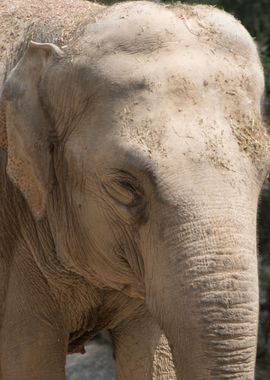 elephant in the jungle