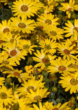 daisies in the garden