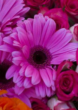 daisies in the garden