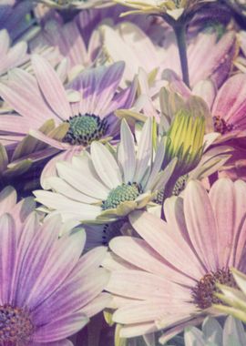 daisies in the garden