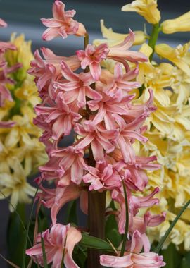 hyacinth in bloom in sprin