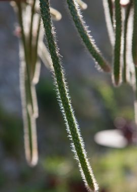 succulent plant