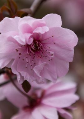 pink flowers on the branch