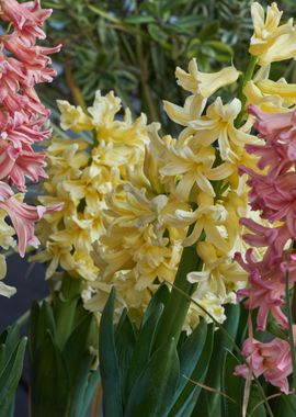 hyacinth in bloom in sprin