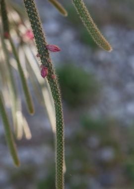 succulent plant