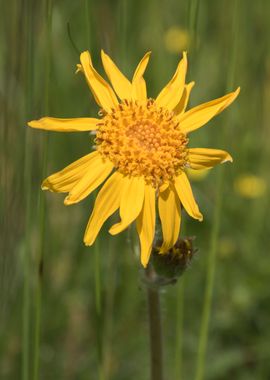 wildflower in the mountain