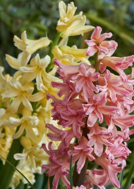 hyacinth in bloom in sprin