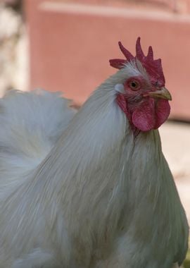 hen in the farm