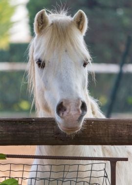 donkey in the farm