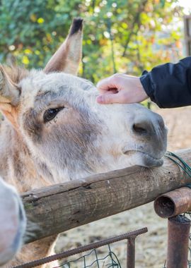 donkey in the farm