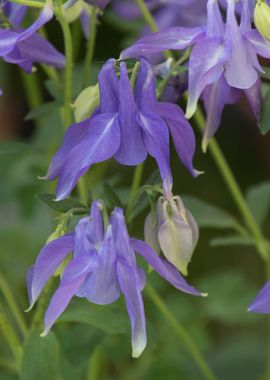 aquflower in spring season