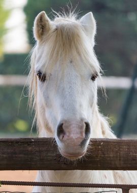 donkey in the farm