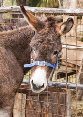 donkey in the farm