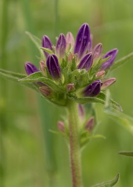 wildflower in the mountain