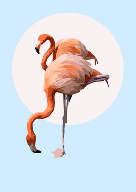 Flamingos