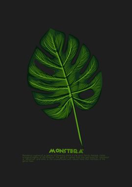 Monstera