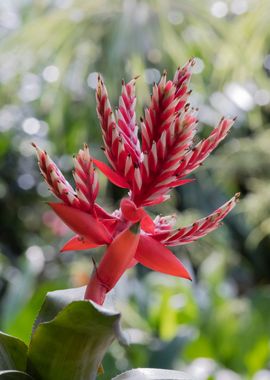 flower in  the garden