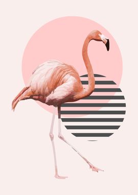 Flamingo