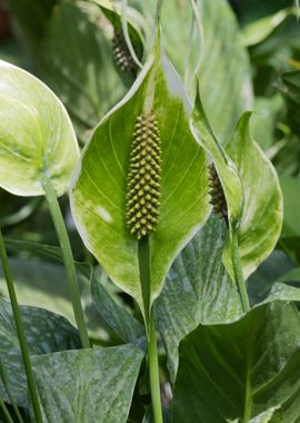 spathiphyllum flower 