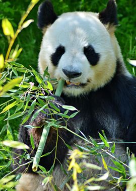 The Gorgeous Panda Bear