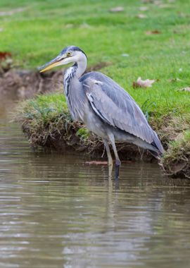 heron in autumn