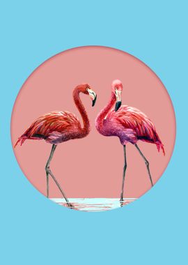 Flamingo Birds in Water