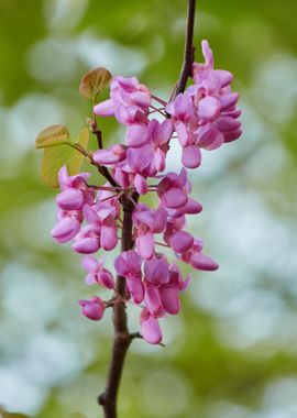 redbud siliquastrum