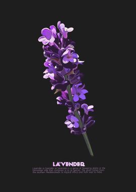 Lavender