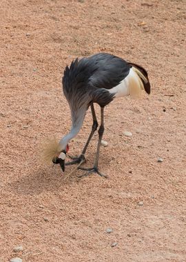 crowned crane