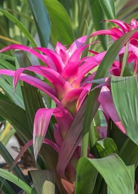 guzmania lingulata 