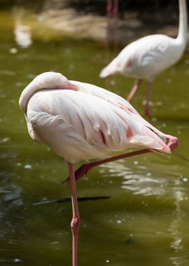 pink flamingo in the farm