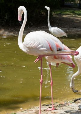 pink flamingo in the farm