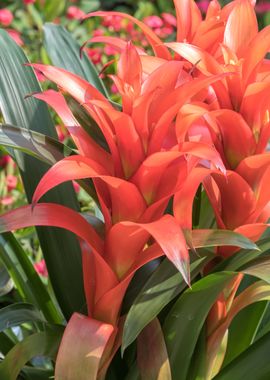 guzmania lingulata 