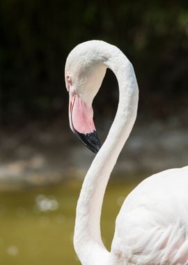 pink flamingo in the farm