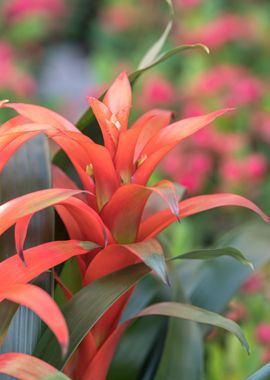 guzmania lingulata 