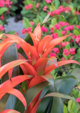 guzmania lingulata