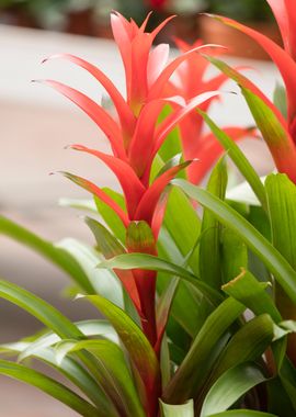 guzmania lingulata 