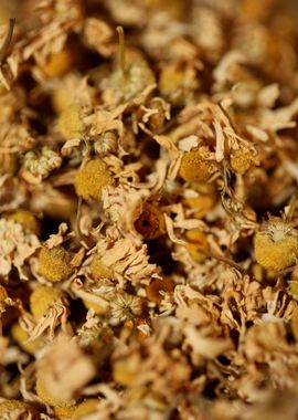 Camomile dried flowers