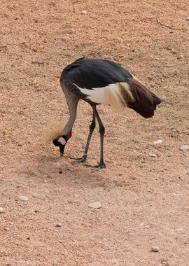 crowned crane