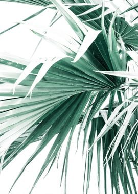 Palm Leaves II