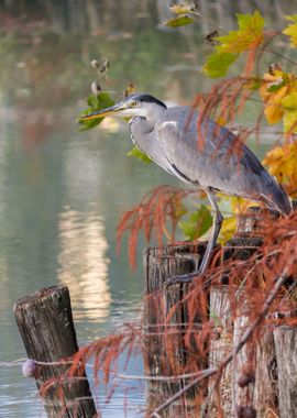 heron in autumn