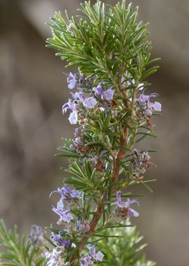 rosemary flower