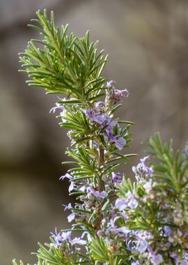 rosemary flower