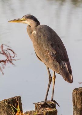 heron in autumn