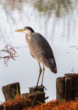 heron in autumn