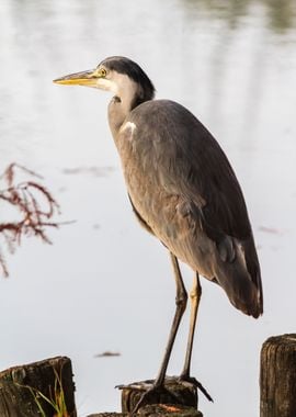 heron in autumn