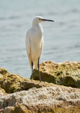 white heron at lake