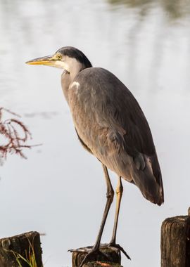 heron in autumn