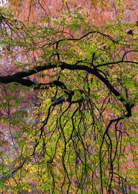 tree in the park in autumn